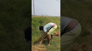 ধানগুলো আজকে বেঁধে নিলাম 🤔 #deilylifestile #vlogvideo #Rice barrier