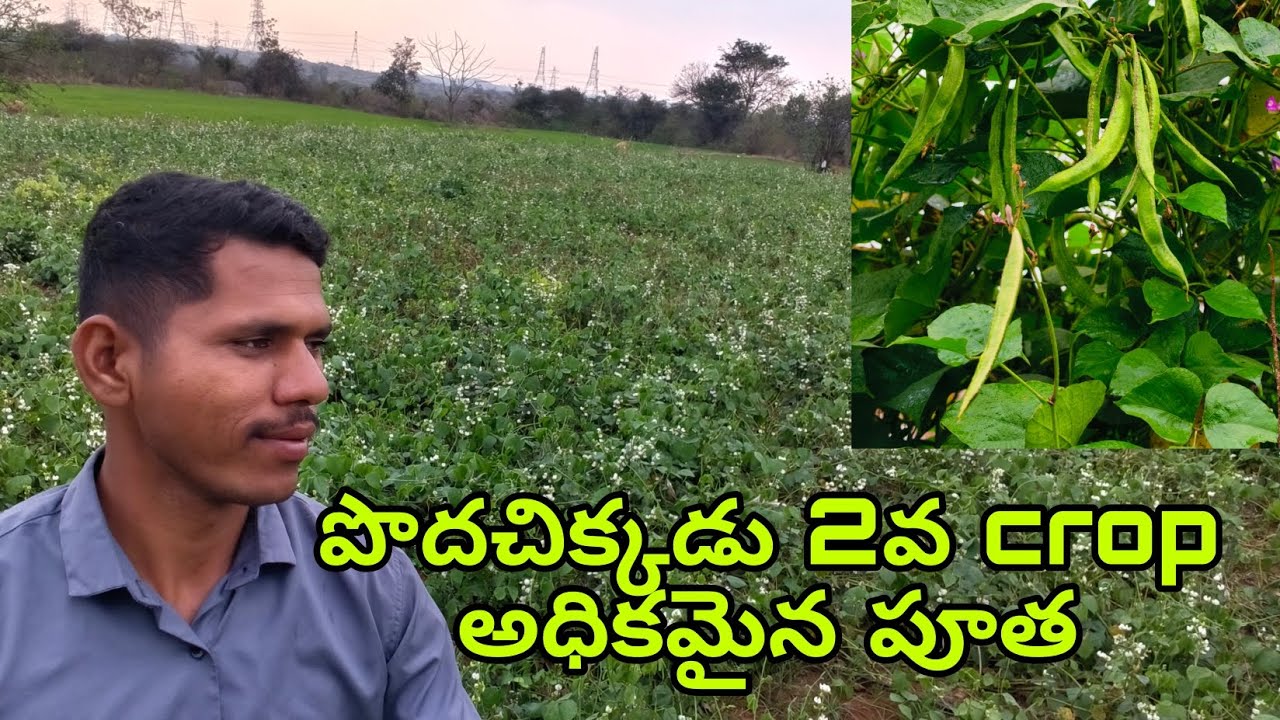 పొదచిక్కుడు 2వ CROP అధికమైన పూత/villagelife natural/agriculture 