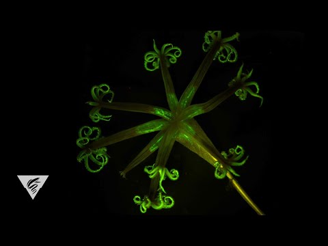 Bioluminescence in the deep sea: Glow-in-the-dark corals light up the deep ocean