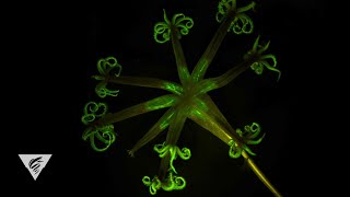 Bioluminescence in the deep sea: Glow-in-the-dark corals light up the deep ocean screenshot 3