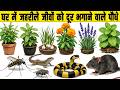 घर के जहरीले जीवों से छुटकारा ! 🐍 ये 6 पौधे सब भगाते हैं 😱 #insects #snake #plants