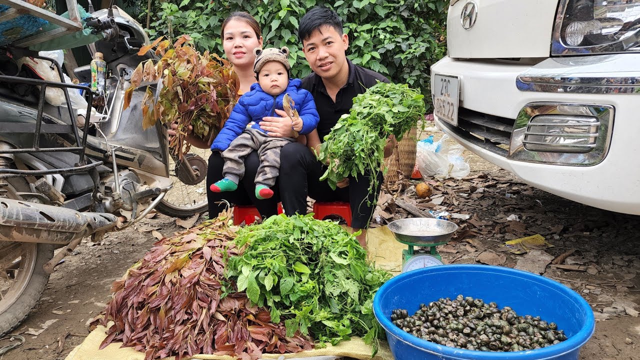 Harvest wild vegetables & snails bring them to the market to sell | Hà Tòn Chài