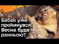 ⚡ Бабак Вікентій уже прокинувся! Весна буде ранньою?! Що кажуть синоптики?