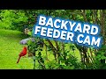Backyard Feeder Cam | Sounds Of Nature #birds #feedercam  #nature #wildlife 