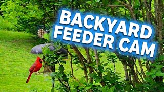 Backyard Feeder Cam | Sounds Of Nature #birds #feedercam  #nature #wildlife 