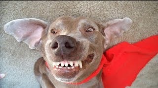 I R Cute Dreaming Dog Funny Talking Weimaraner Super Britney Is Sleep Barking Woof Woof