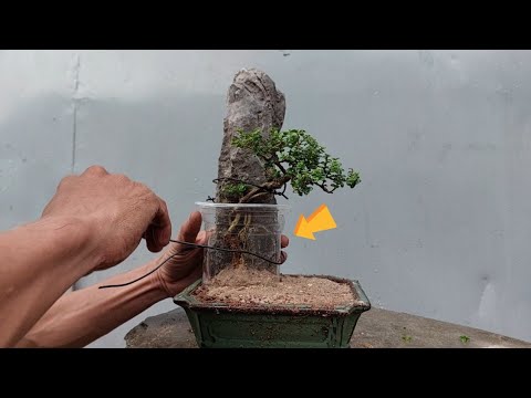 Video GHÉP ĐÁ KIỂU NÀY THÌ KHÔNG LO CHẾT CÂY. - youtube