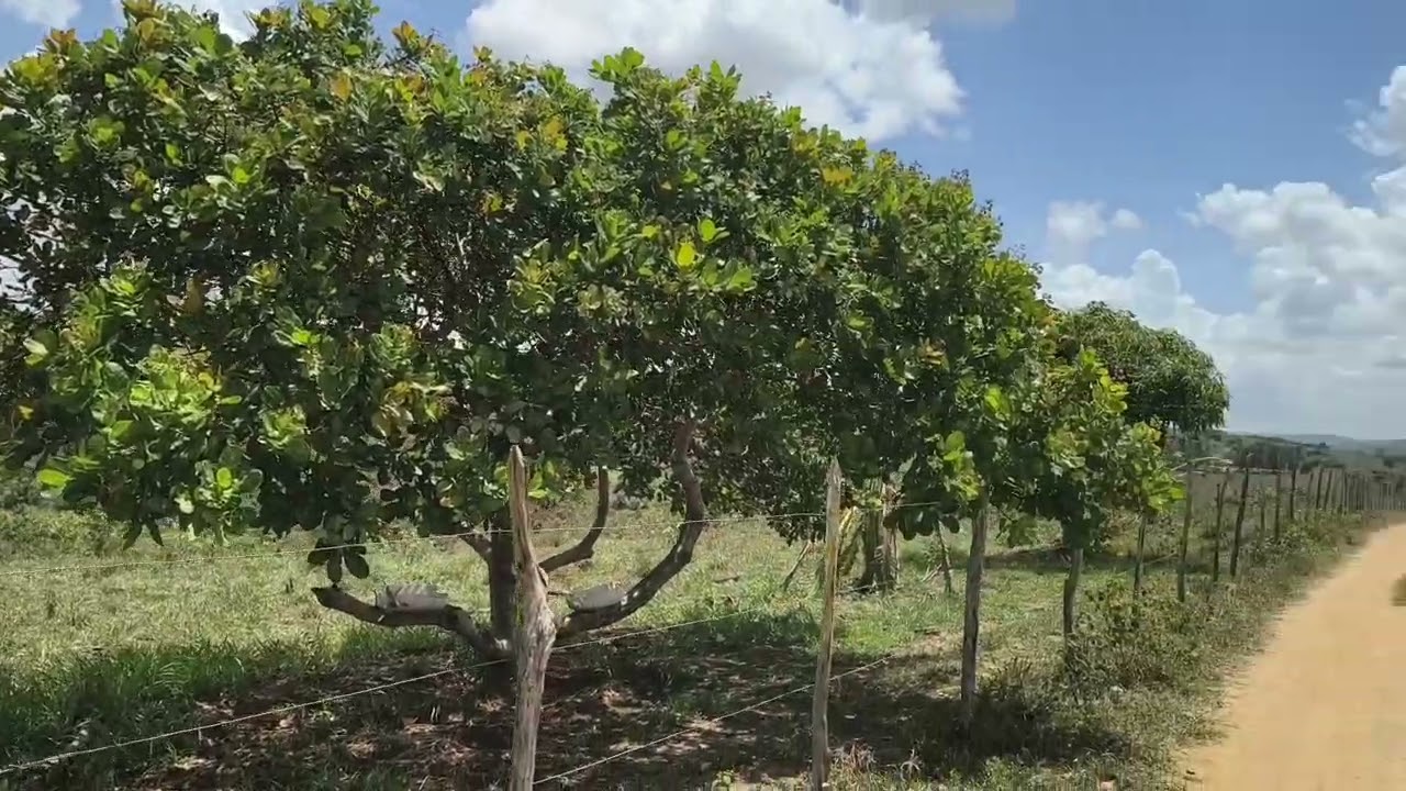 Terra da usina grisa fazenda Pimenta município de Joaquim Gomes Alagoas