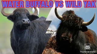 WILD WATER BUFFALO VS WILD YAK - BATTLE OF THE GIANTS!