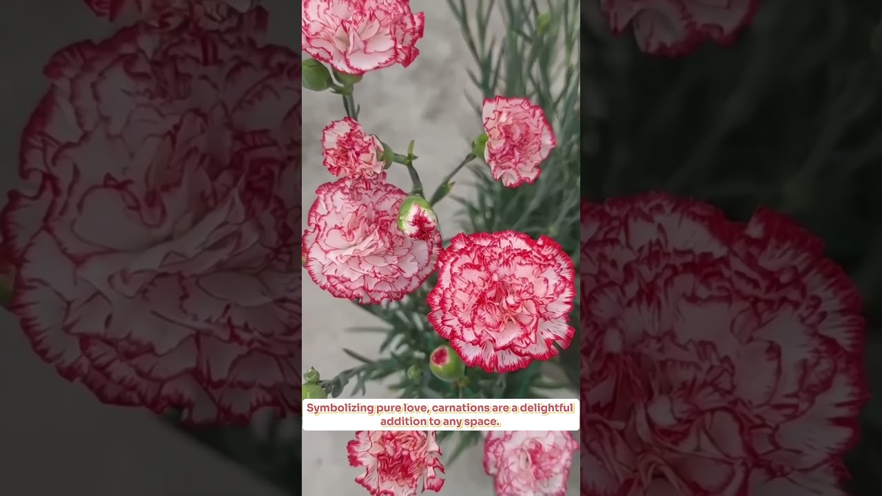 🌈Introducing the Multi-Colored Carnation! 🌈 #garden #seeds #flower  #edenerseed #gardening