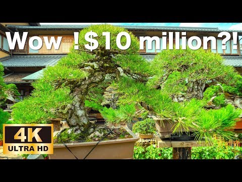 【$10 million?! 】The total value of the Bonsai in this museum is $10 million.