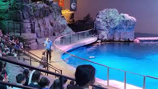 Shedd Aquarium Sea Lion Show 2026