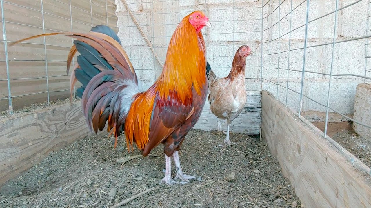 Gallos pumpkin, Gallo albany, gallos Yellowleg, gallo lacy, gallo cowan ...