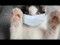 Gatos Graciosos-The Best Videos of Funny Cats # 4
