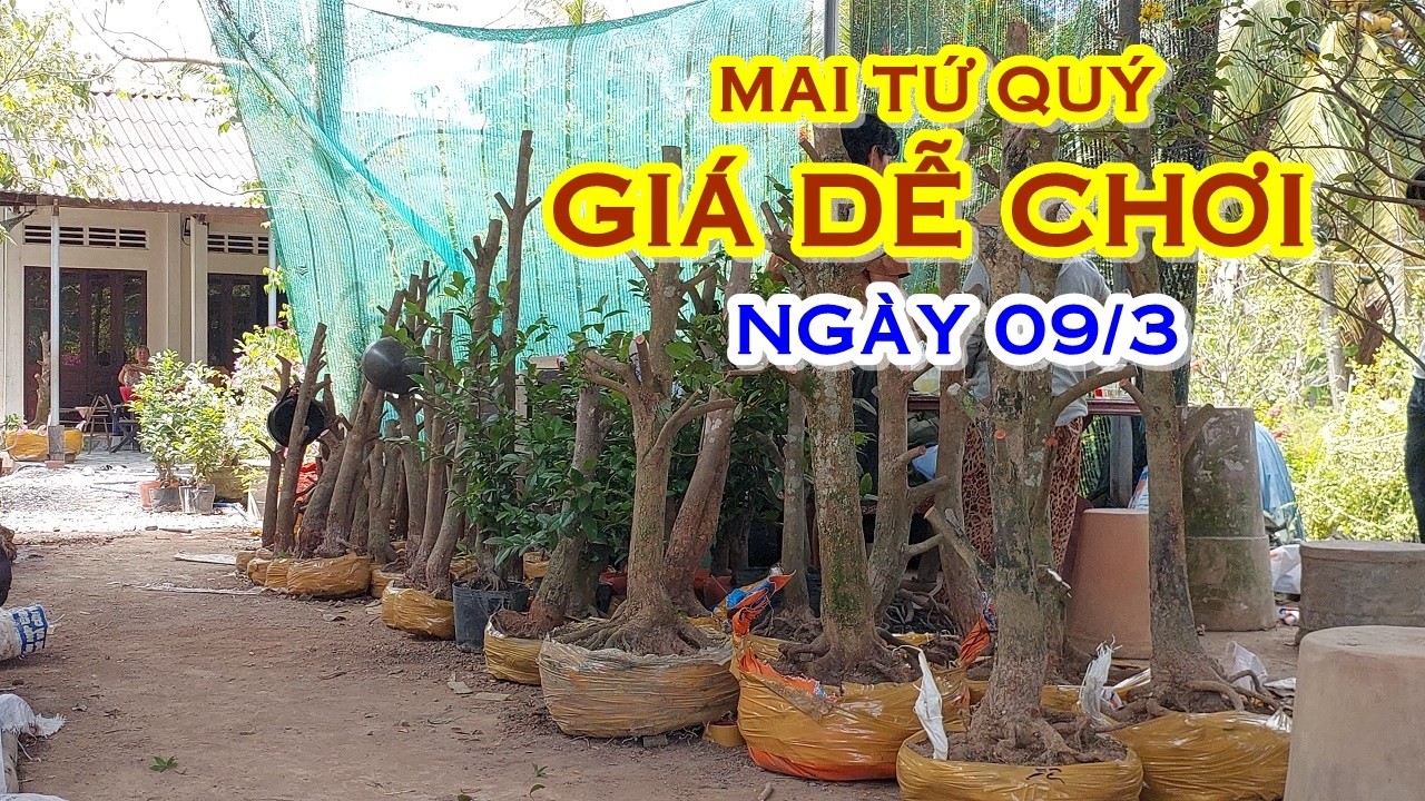 ANH BÌNH 📲 O921478539 - O9O3772578 GIÁ TỐT - MAI TỨ QUÝ GIAO LƯU NGÀY 09/3 