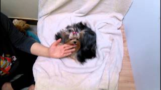 Teacup Yorkie Modeldog