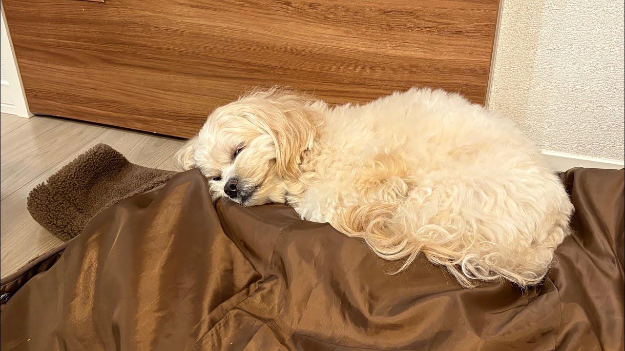 ママのコートの上でお昼寝してしまったむっちゃん