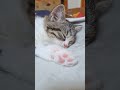 #catshorts #cutecat #petlover