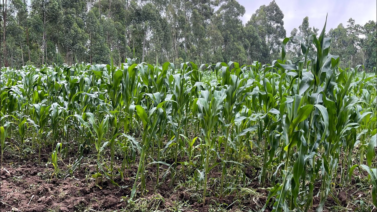 Wild Bank and IMF loans in Africa must be subjected to referendums