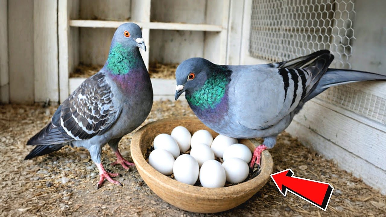 متابعة الحمام اليوميه👌لقيت مفاجأة وبيض وحاجات غريبه😂