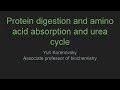 Protein digestion and amino acid absorption and urea cycle