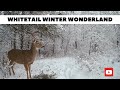Whitetail deer enjoys a snowy cedar snack  trail cams
