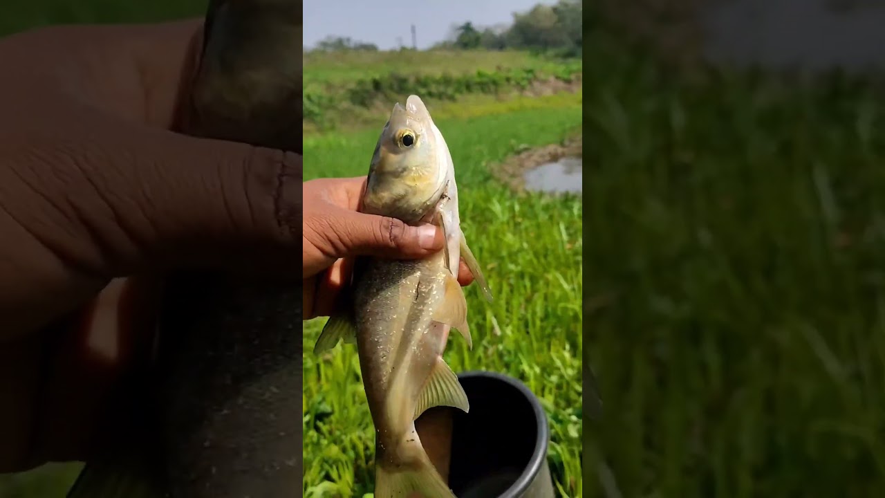 Hunting big mirga fish😱😱😱😱😱😱😱😱😱😱