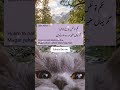 Hukm toh nafs maarne ka tha, #youtubeshorts #islamicstatus #qoutes #viral #allah