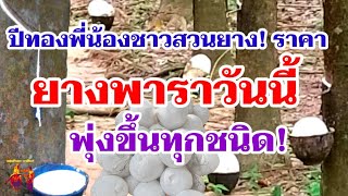 พอยิ้มได้! ราคายางพาราวันนี้ล่าสุด ปรับพุ่งขึ้นแรงทุกชนิดยาง! 29 พ.ค.67