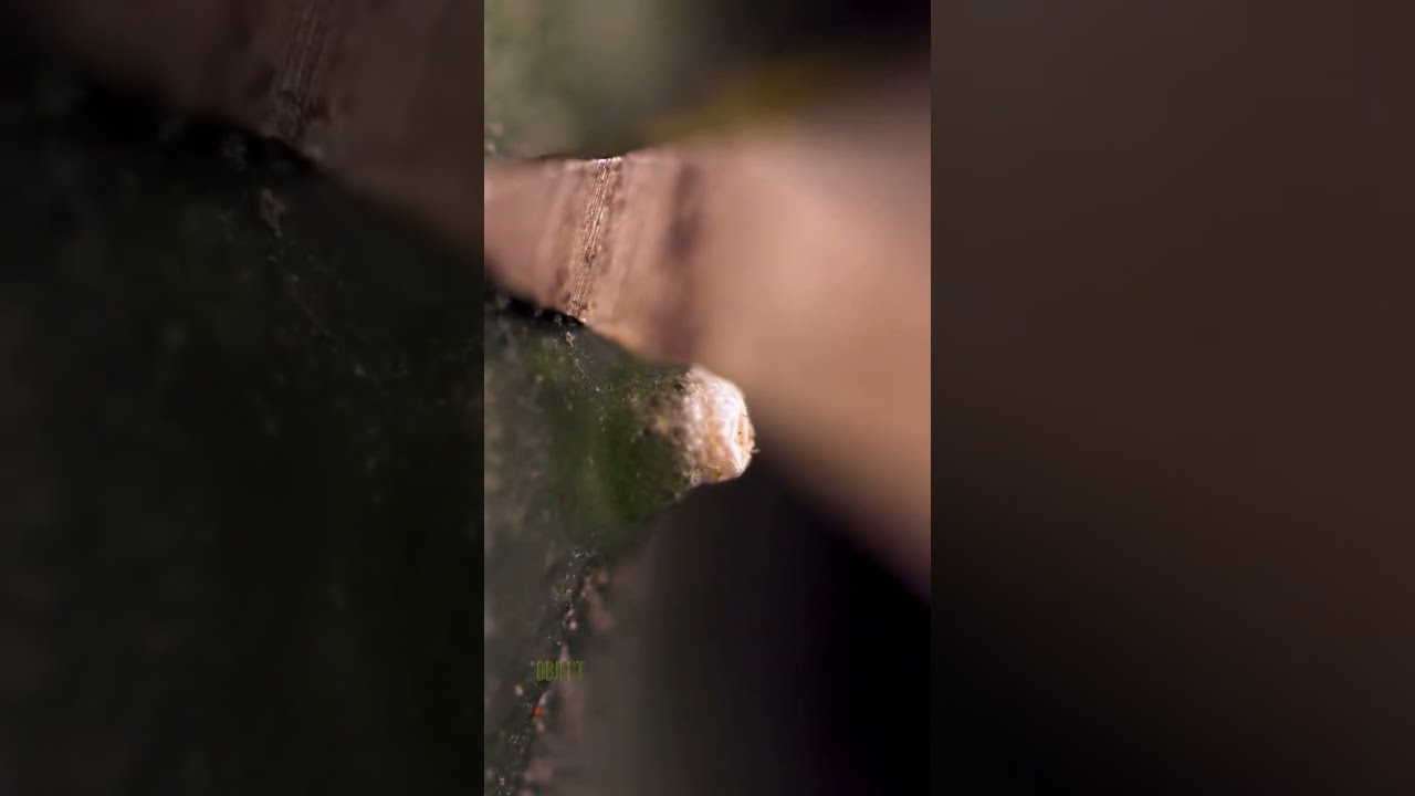 Cutting a Cucumber Thorn 🥒 | Extreme Macro ASMR Close-Up | 
