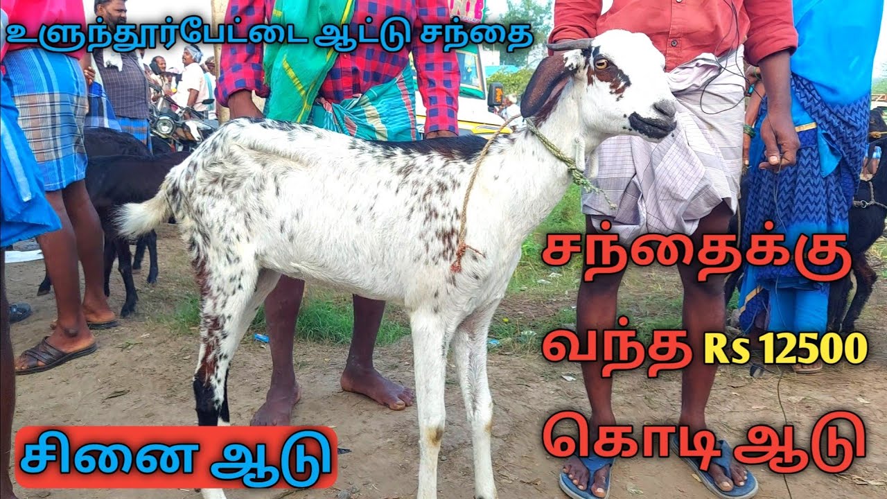 பால் குடிக்கும் ஆட்டுக்குட்டிகள் குறைந்த விலையில் கிடைக்கும் #ulundurpetgoatmarket #goatmarket #adu