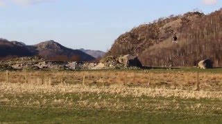 Maiden flight Align Trex 500L Dominator