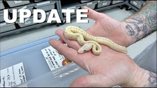 Update On Some Beautiful Ball Python Hets !!