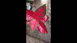 aglaonema suksom kultur