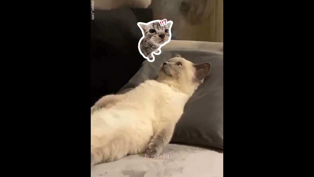 Китти абсолютно устала 🐱❤️ 