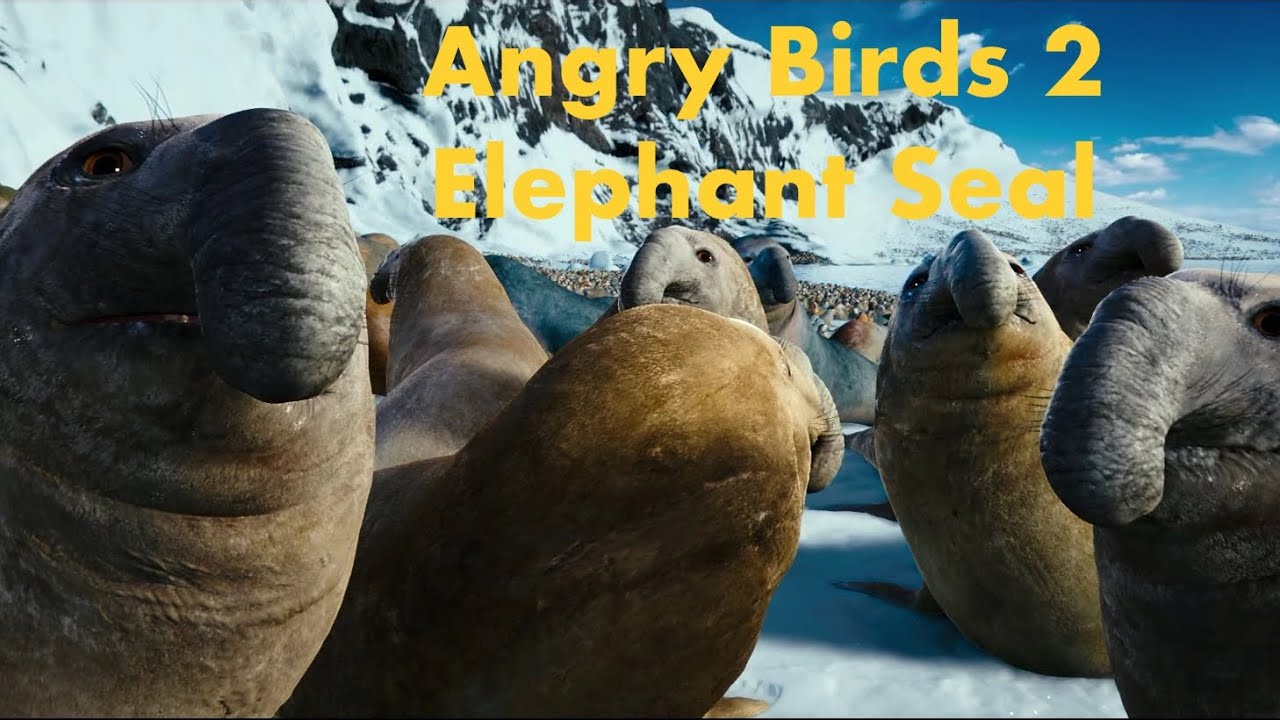 Angry Birds 2 - Elephant Seal - YouTube