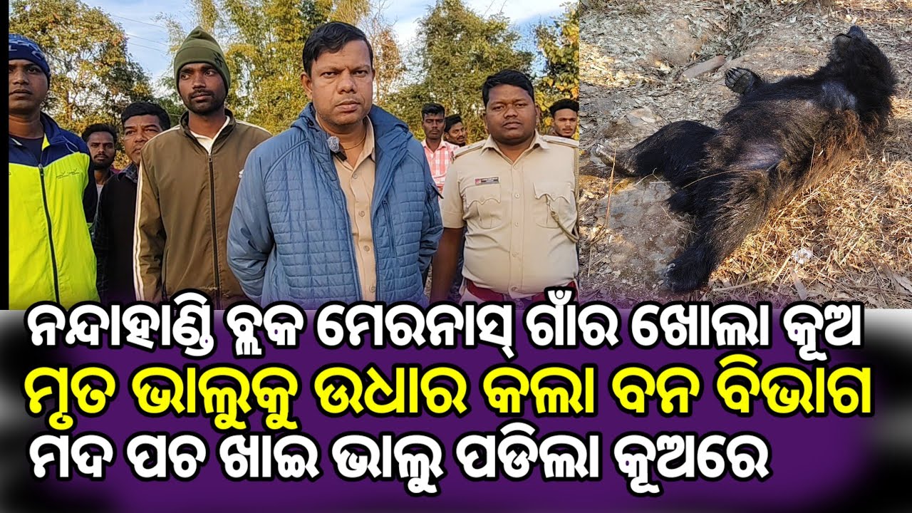 January 9, 2026 ମାତାଲ ଭାଲୁ ପଡିଲା ଖୋଲାକୂଅ ଭିତରକୁ , ବଞ୍ଚିବାକୁ ଚେଷ୍ଟାକରି ବିଫଳ ଭାଲୁ,ରେଶକ୍ୟୁ କଲା ବନ ବିଭାଗ