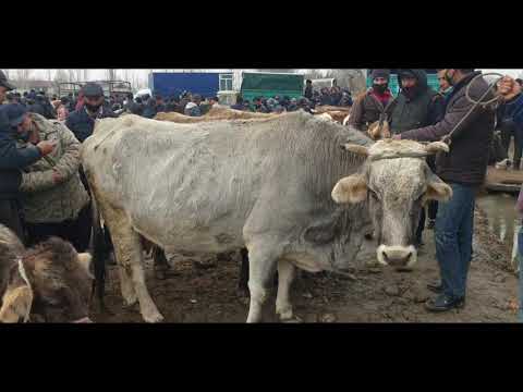 Video: Nima Uchun Sigir Muqaddas Hayvondir