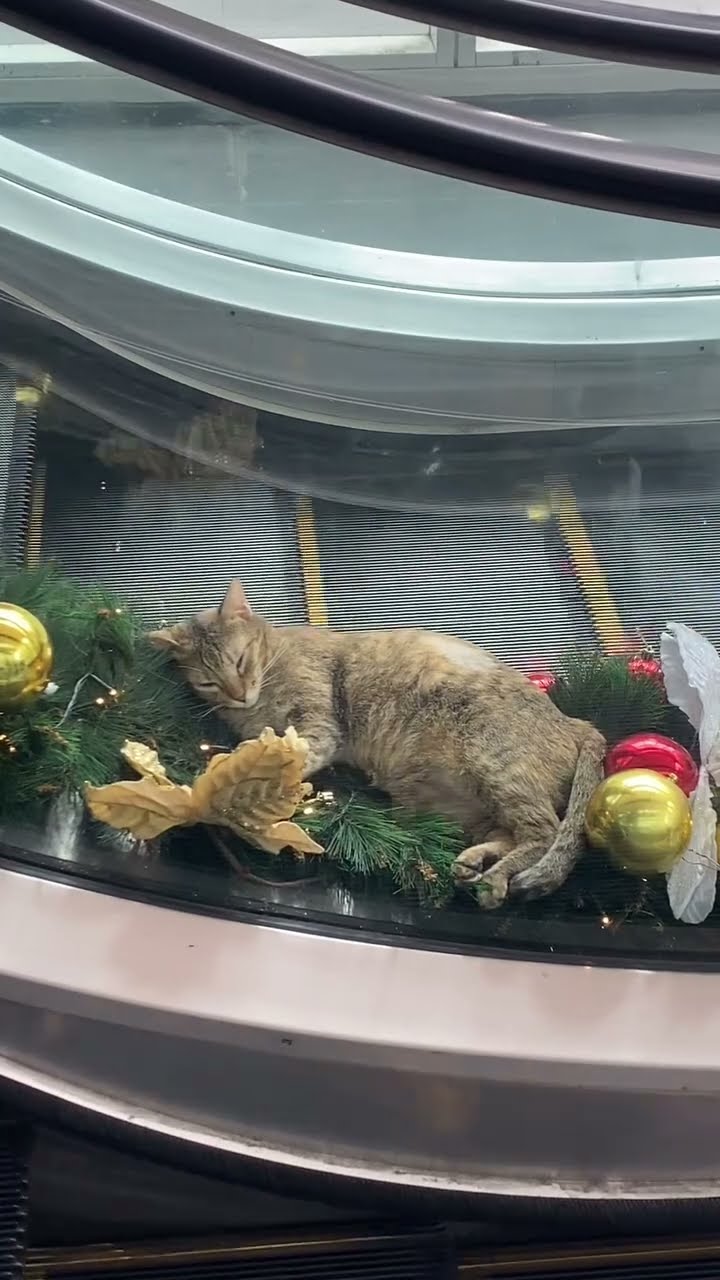 Top des vidéos très mignon ❤️ ❤️ ❤️