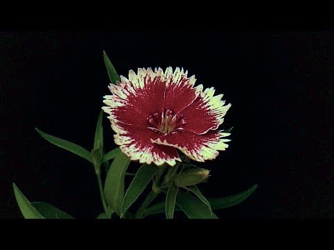 Carnations Blooming Time-Lapse