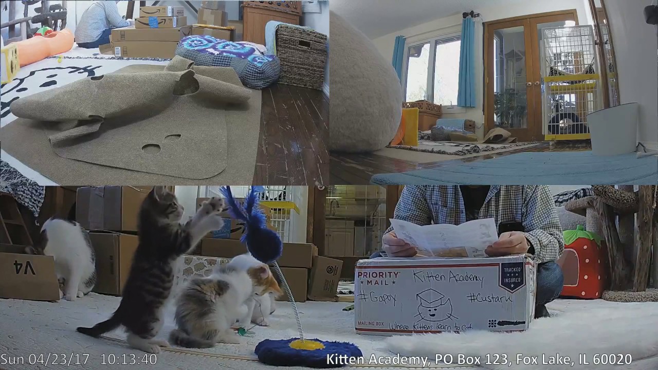 cats inn Mailbag + Unboxing 2017-04-23: ANNIVERSARY SPECIAL PT 3!