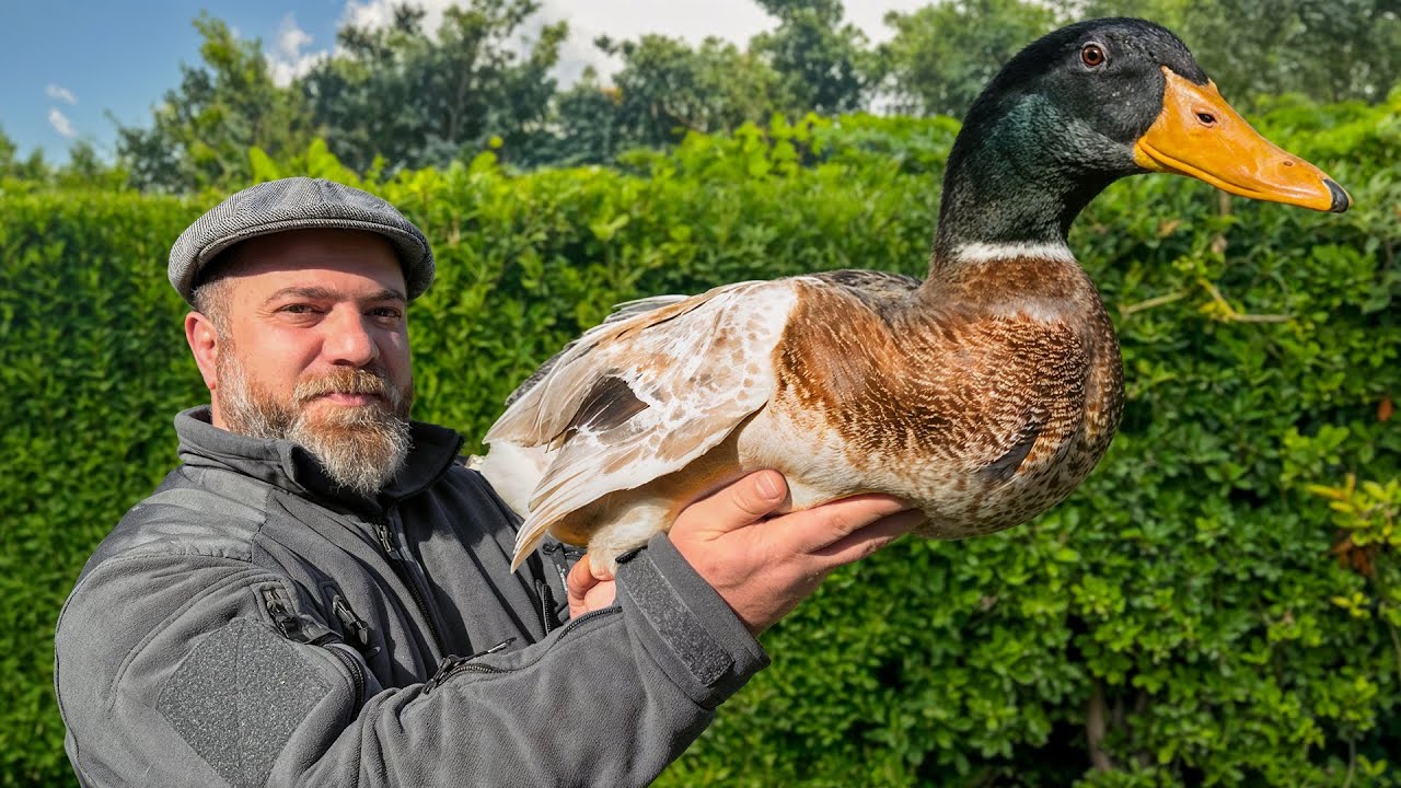 Хрустящая фаршированная утка с жареным рисом! Лучшее деревенское угощение 🔥🦆