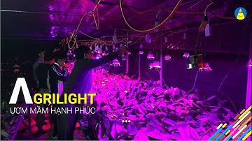 AGRILIGHT | CÔNG NGHỆ CHIẾU SÁNG LED TRONG NÔNG NGHIỆP