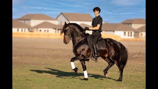 Barroco, Warlander Stallion (For Sale)