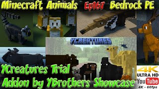 yCreatures Addon by YBrothers Minecraft PE Bedrock Animal Addon 60FPS 4K Animals Ep167 screenshot 5