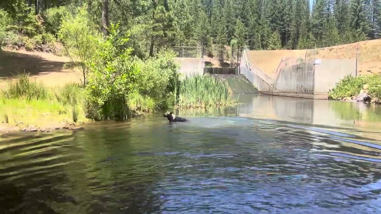 Czech shepherd plays fetch in the water