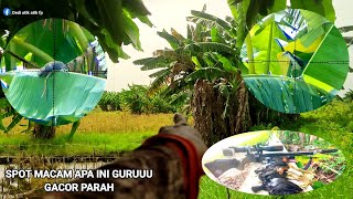 Spot macam apa ini?  gacor parah!!!