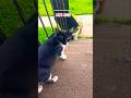 PLAYING WITH YOUR CAT TO SEE HER REACTION EPISODE 335 #youtubeseries #1trend #viral #funny