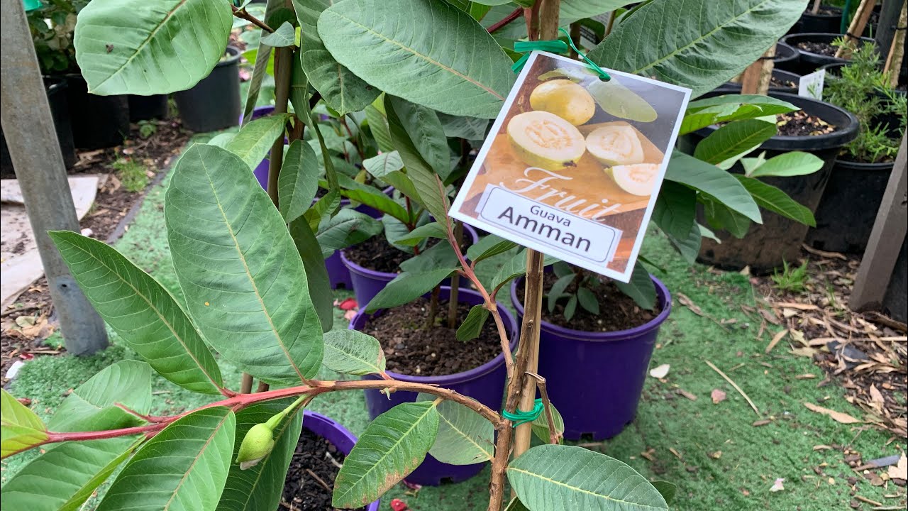 I’m at the nursery Dandenong for Amman guava tree🤩😁 YouTube
