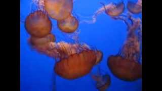 MVI_5297.AVI
